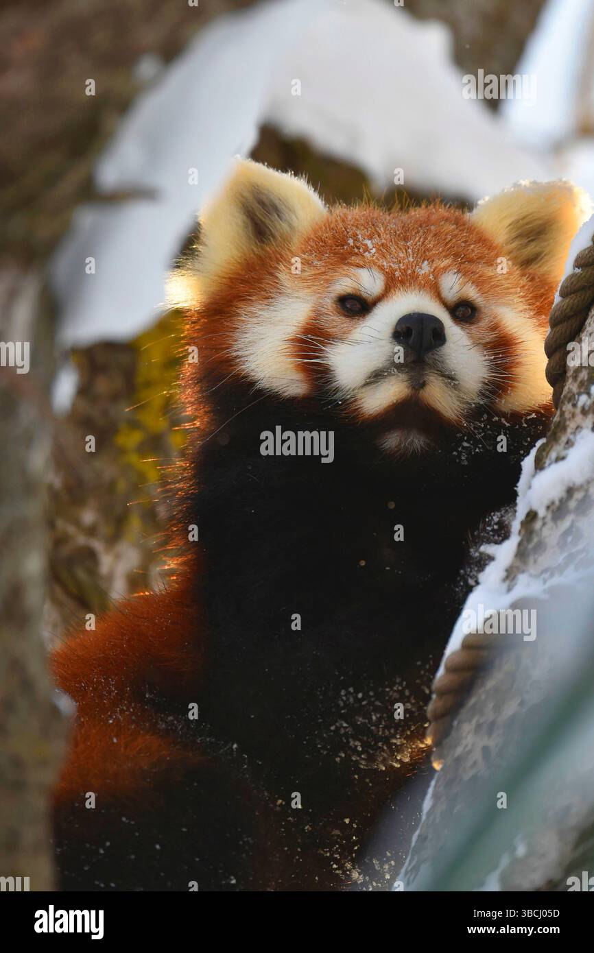 Petit panda rouge dans le zoo d'Asahiyama, Asahikawa, Hokkaido, Japon, Asie. Banque D'Images