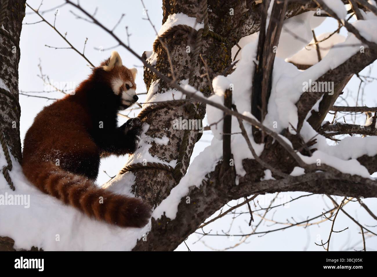 Petit panda rouge dans le zoo d'Asahiyama, Asahikawa, Hokkaido, Japon, Asie. Banque D'Images