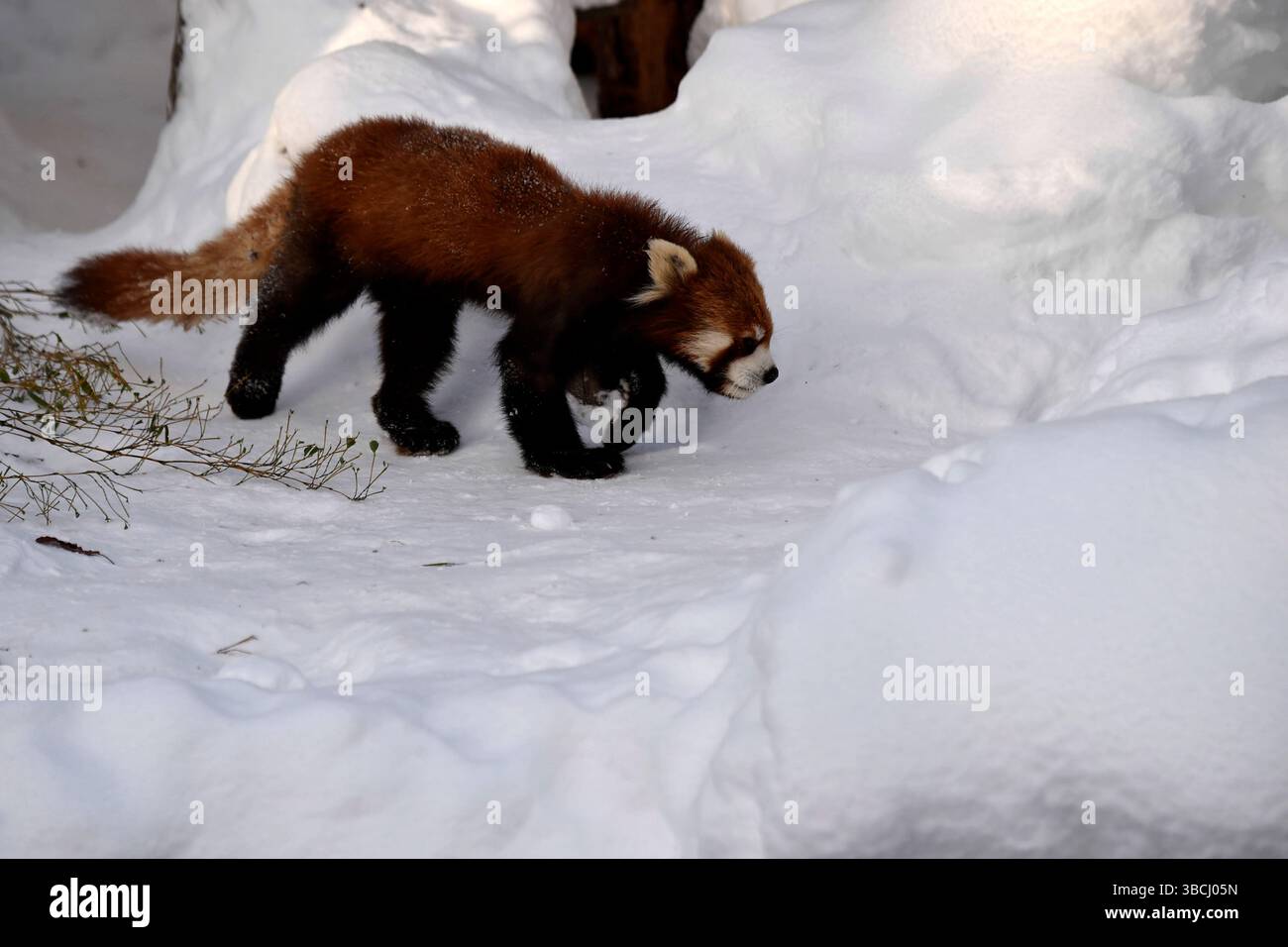 Petit panda rouge dans le zoo d'Asahiyama, Asahikawa, Hokkaido, Japon, Asie. Banque D'Images