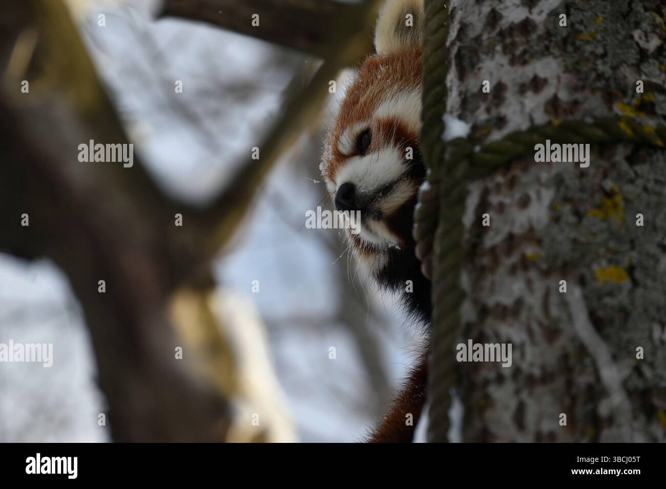 Petit panda rouge dans le zoo d'Asahiyama, Asahikawa, Hokkaido, Japon, Asie. Banque D'Images