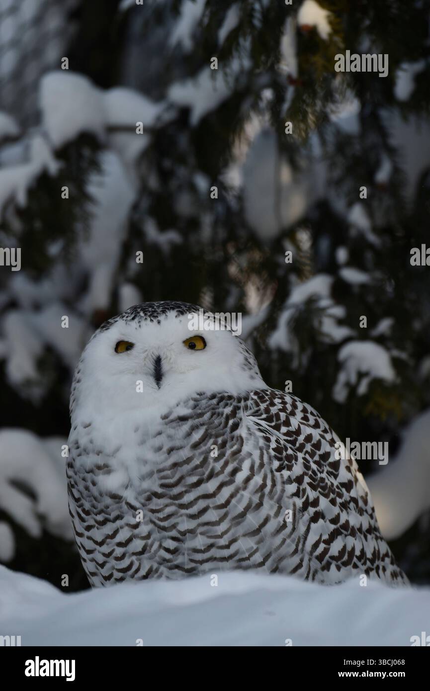 Chouette des neiges, zoo d'Asahikawa, Hokkaido, Japon, Asie. Banque D'Images