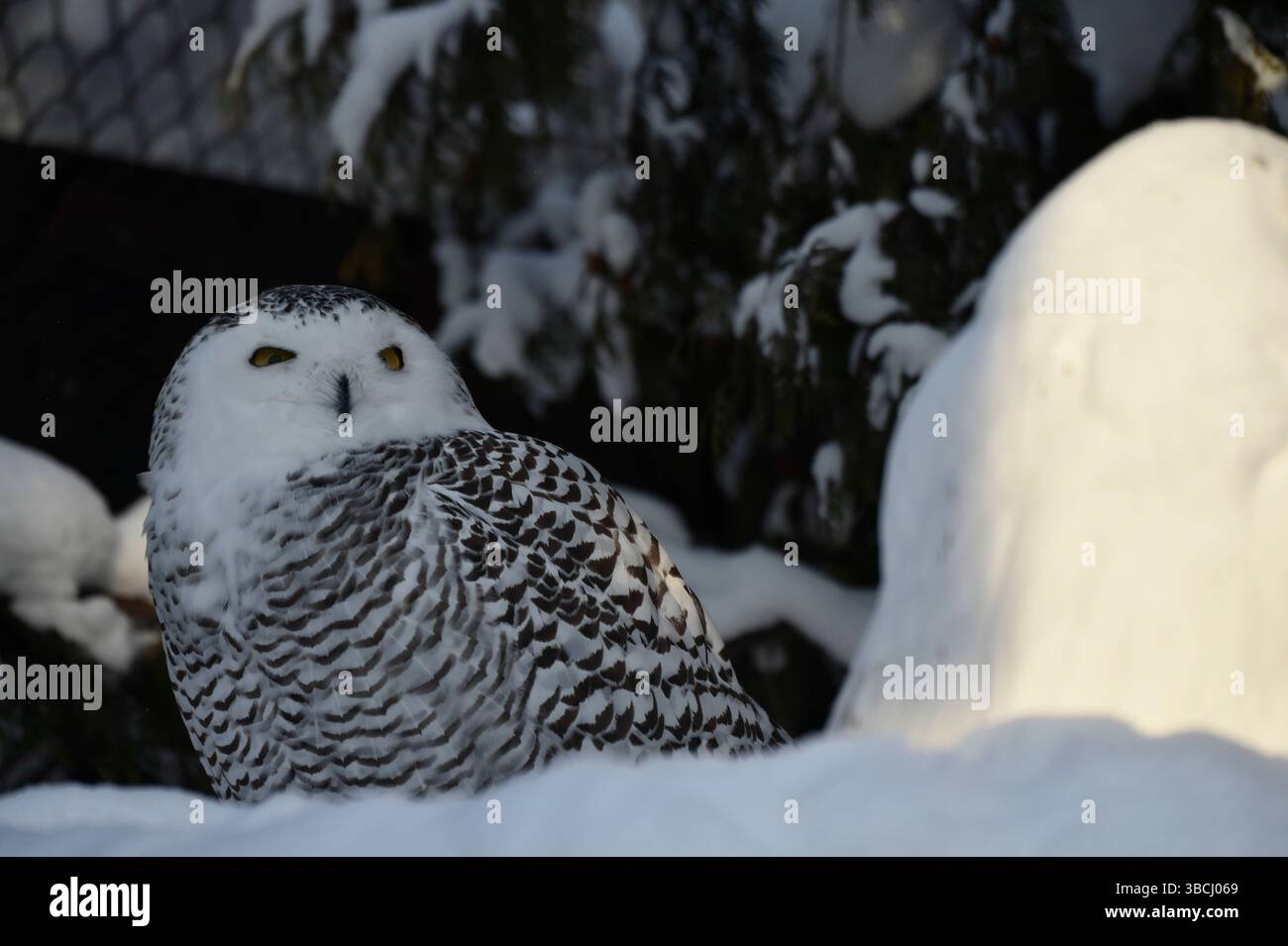 Chouette des neiges, zoo d'Asahikawa, Hokkaido, Japon, Asie. Banque D'Images