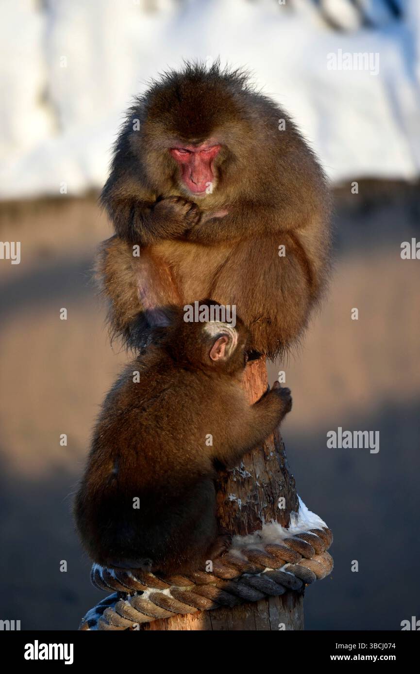 Singes japonais dans le zoo d'Asahikawa, Hokkaido, Japon, Asie. Banque D'Images