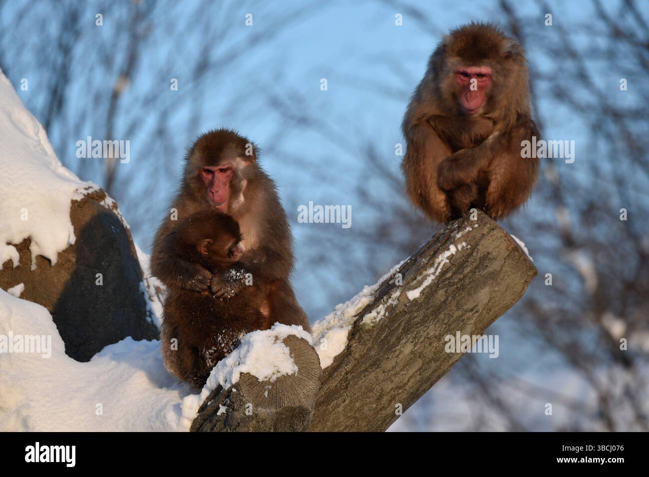 Singes japonais dans le zoo d'Asahikawa, Hokkaido, Japon, Asie. Banque D'Images