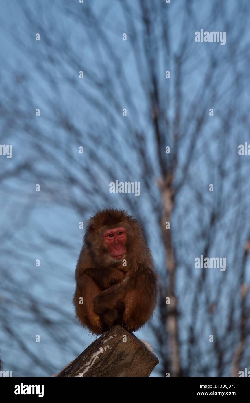 Singes japonais dans le zoo d'Asahikawa, Hokkaido, Japon, Asie. Banque D'Images