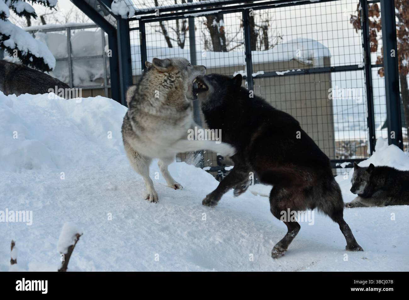Deux loups de combat dans le zoo d'Asahikawa, Hokkaido, Japon, Asie. Banque D'Images
