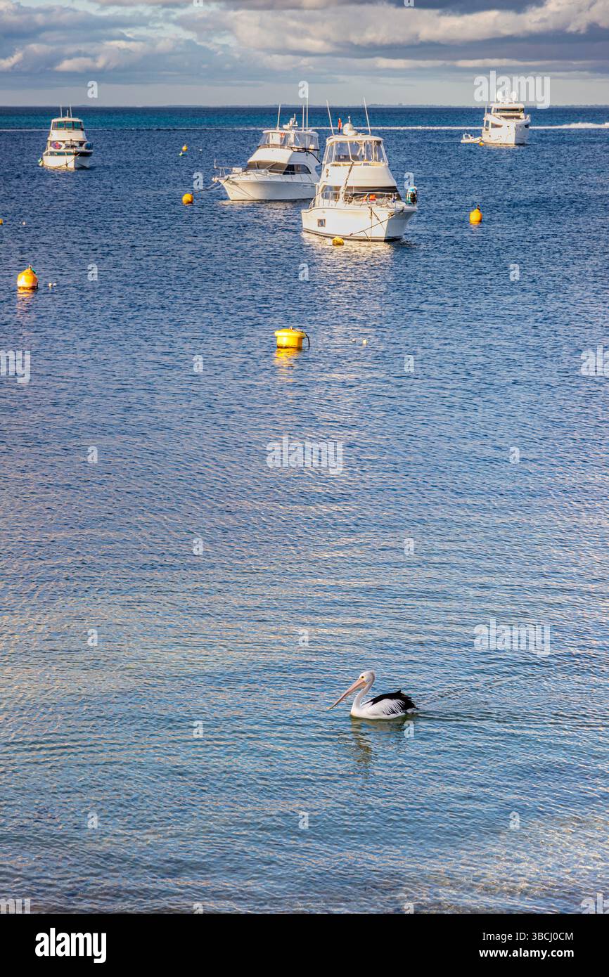 Un pélican passant sereinement des bateaux amarrés dans Thomson Bay sur la côte de Rottnest Island, (Wadjemup) Australie occidentale, WA, Australie. Banque D'Images