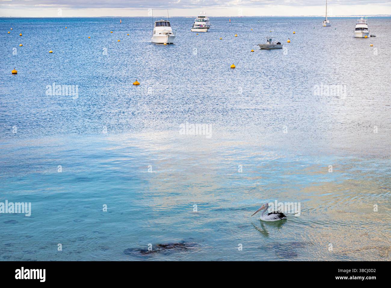 Un pélican passant sereinement des bateaux amarrés dans Thomson Bay sur la côte de Rottnest Island, (Wadjemup) Australie occidentale, WA, Australie. Banque D'Images