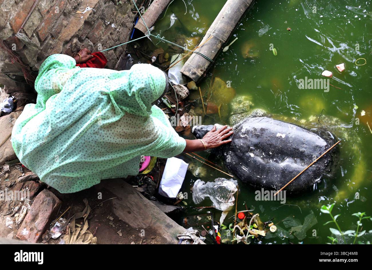 20 mai 2025, Chittagong, région de Bayazid, Bangladesh : les tortues noires d'eau douce à coquille molle (connues localement sous le nom de tortues Bostami) vivant dans l'étang adjacent au sanctuaire de Hazrat Bayazid Bostami (R.) dans la région de Bayazid à Chattogram sont maintenant en danger d'extinction. Ces tortues ont été répertoriées comme étant en danger critique d’extinction par l’Union internationale pour la conservation de la nature (UICN). Les experts estiment que l’espèce peut être sauvée de l’extinction si des initiatives sont prises, telles que tester et purifier l’eau de l’étang, créer de nouvelles aires de reproduction et réduire les infections fongiques. (Crédit image : © Moham Banque D'Images