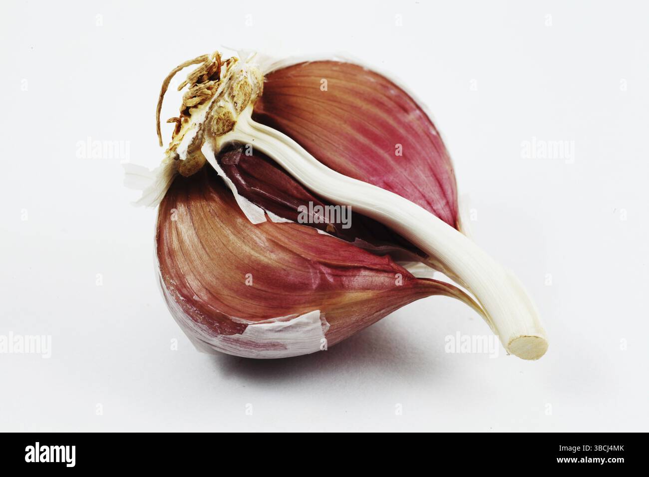 Gros plan de gousse d'ail sur fond blanc Banque D'Images