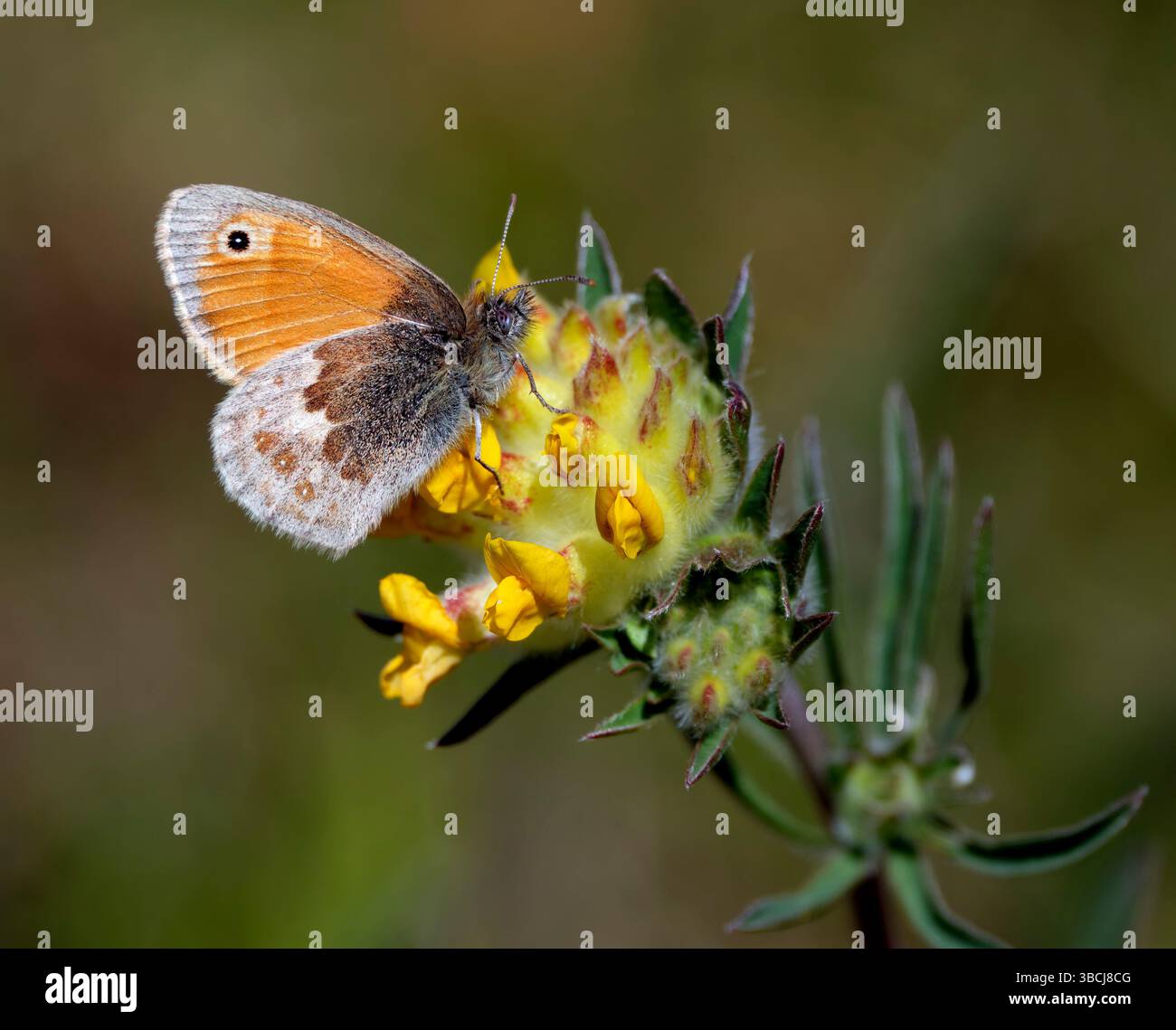 Petite Heath sur la fleur de Vetch de rein. Bury Hill Meadows, Andover, Hampshire, Angleterre. Banque D'Images