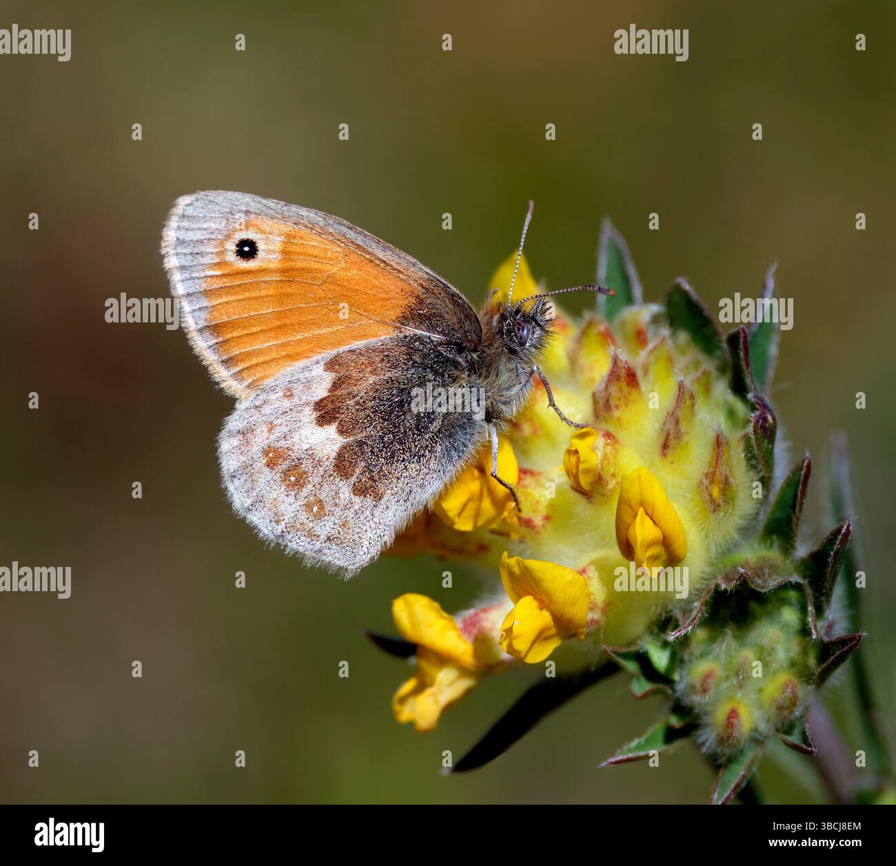 Petite Heath sur la fleur de Vetch de rein. Bury Hill Meadows, Andover, Hampshire, Angleterre. Banque D'Images
