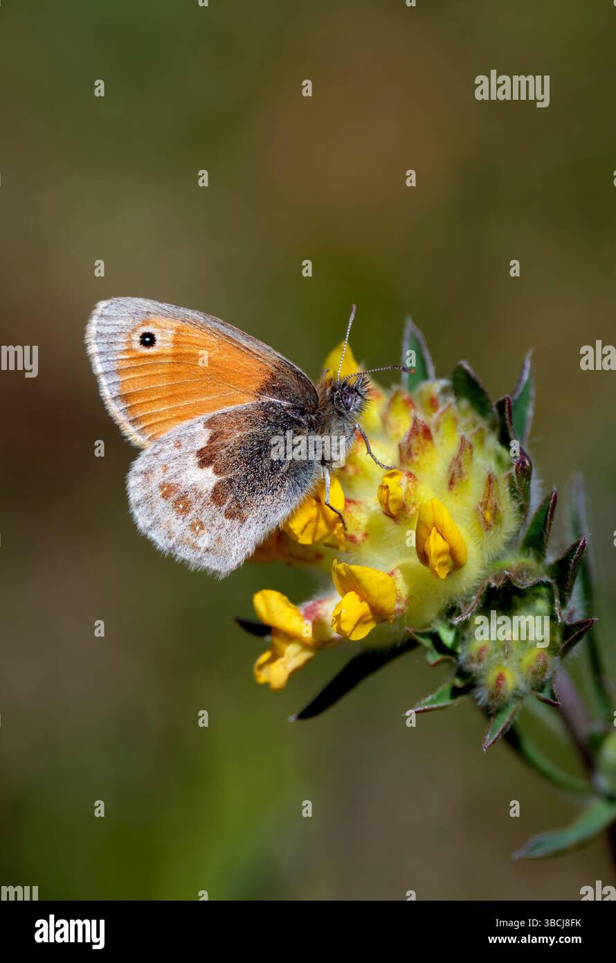 Petite Heath sur la fleur de Vetch de rein. Bury Hill Meadows, Andover, Hampshire, Angleterre. Banque D'Images