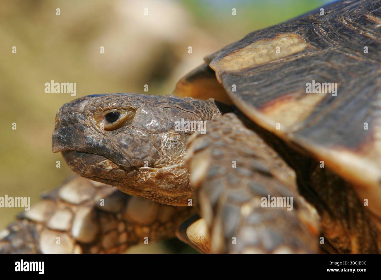 Tortue marginée (Testudo marginata), latérale Banque D'Images Tortue marginée (Testudo marginata), latérale Banque D'Images