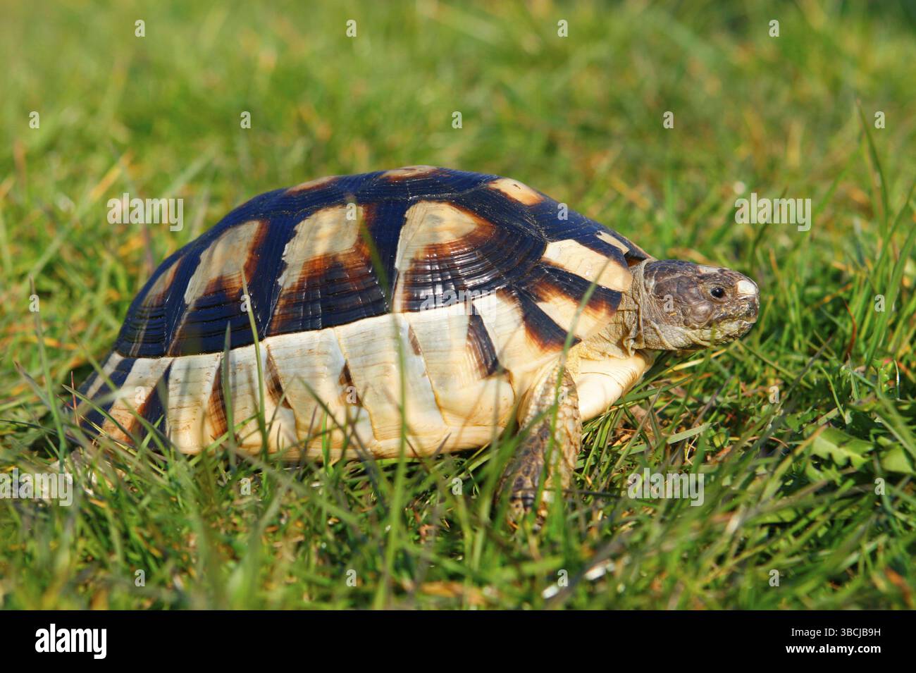 Tortue marginée (Testudo marginata), latérale Banque D'Images Tortue marginée (Testudo marginata), latérale Banque D'Images