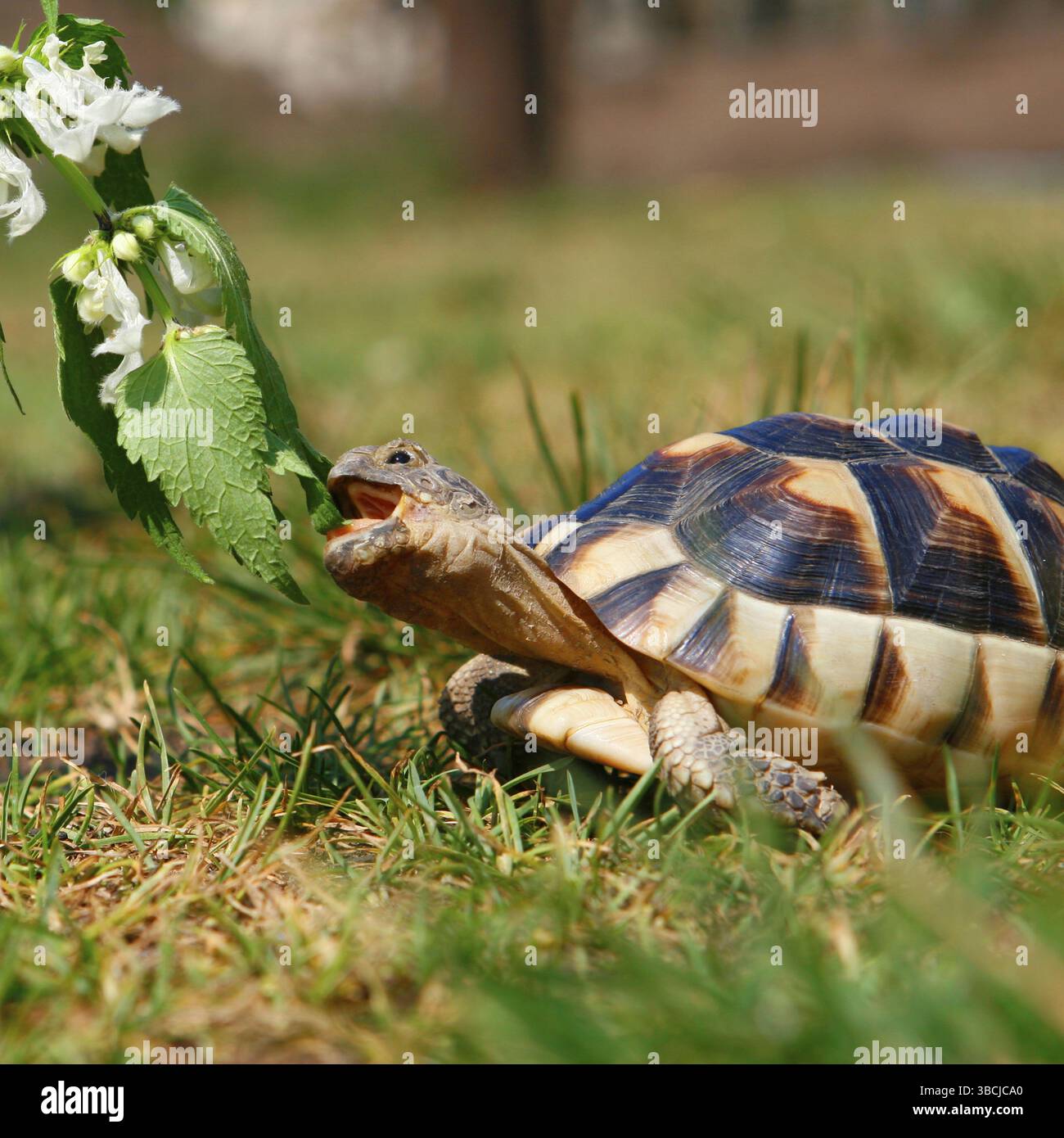 Marginated Tortoise (Testudo marginata) Banque D'Images