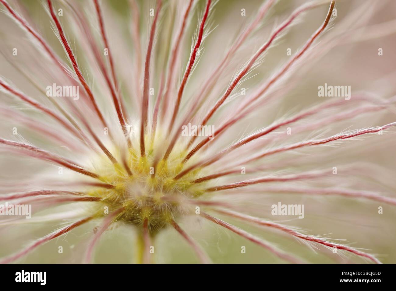 Fleur de pasque commune, peuplement de fruits, Alsace, persil de vache commune (Pulsatilla vulgaris), persil de vache, France, Europe Banque D'Images