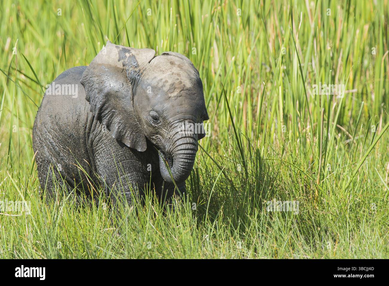 Afrique, africain, afrikanischer elefant, animal, animaux, art, fond, grand, oiseau, noir, dessin animé, personnage, cirque, clip, conception, dessin, elefant Banque D'Images