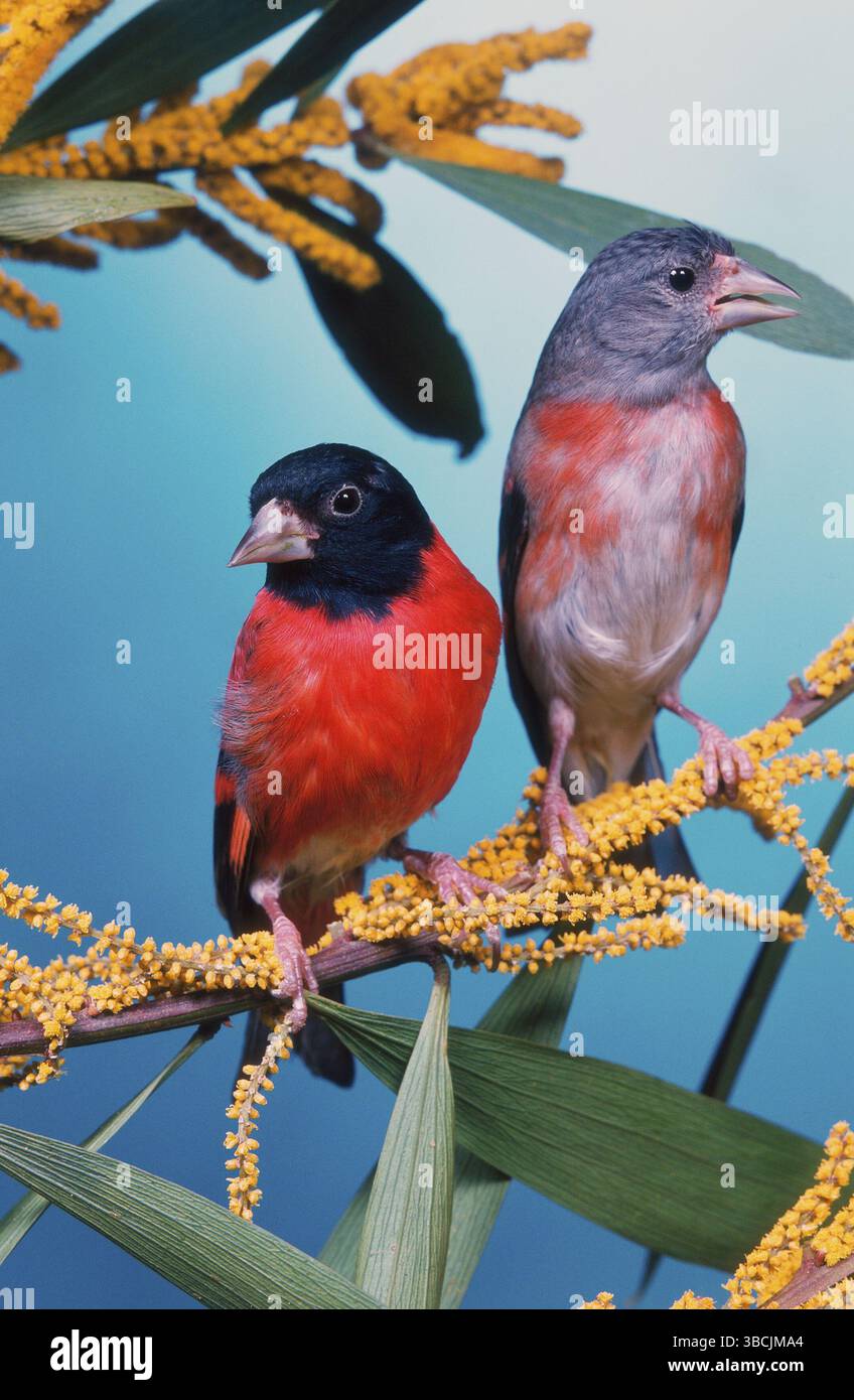 Paire de siskines rouges (Spinus cucullatus) (Carduelis cucullata) Banque D'Images