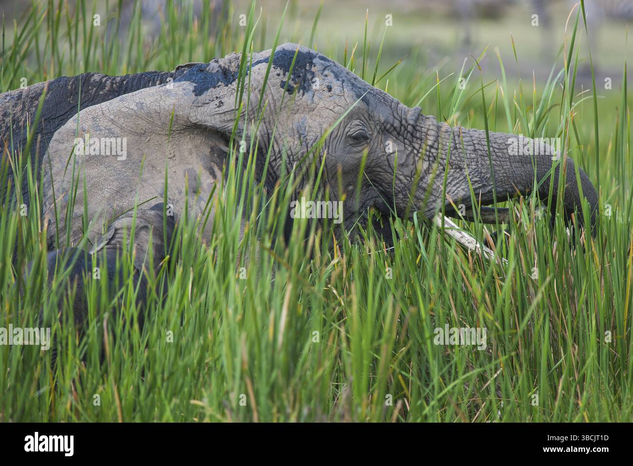 Afrique, africain, afrikanischer elefant, animal, animaux, art, fond, grand, oiseau, noir, dessin animé, personnage, cirque, clip, conception, dessin, elefant Banque D'Images