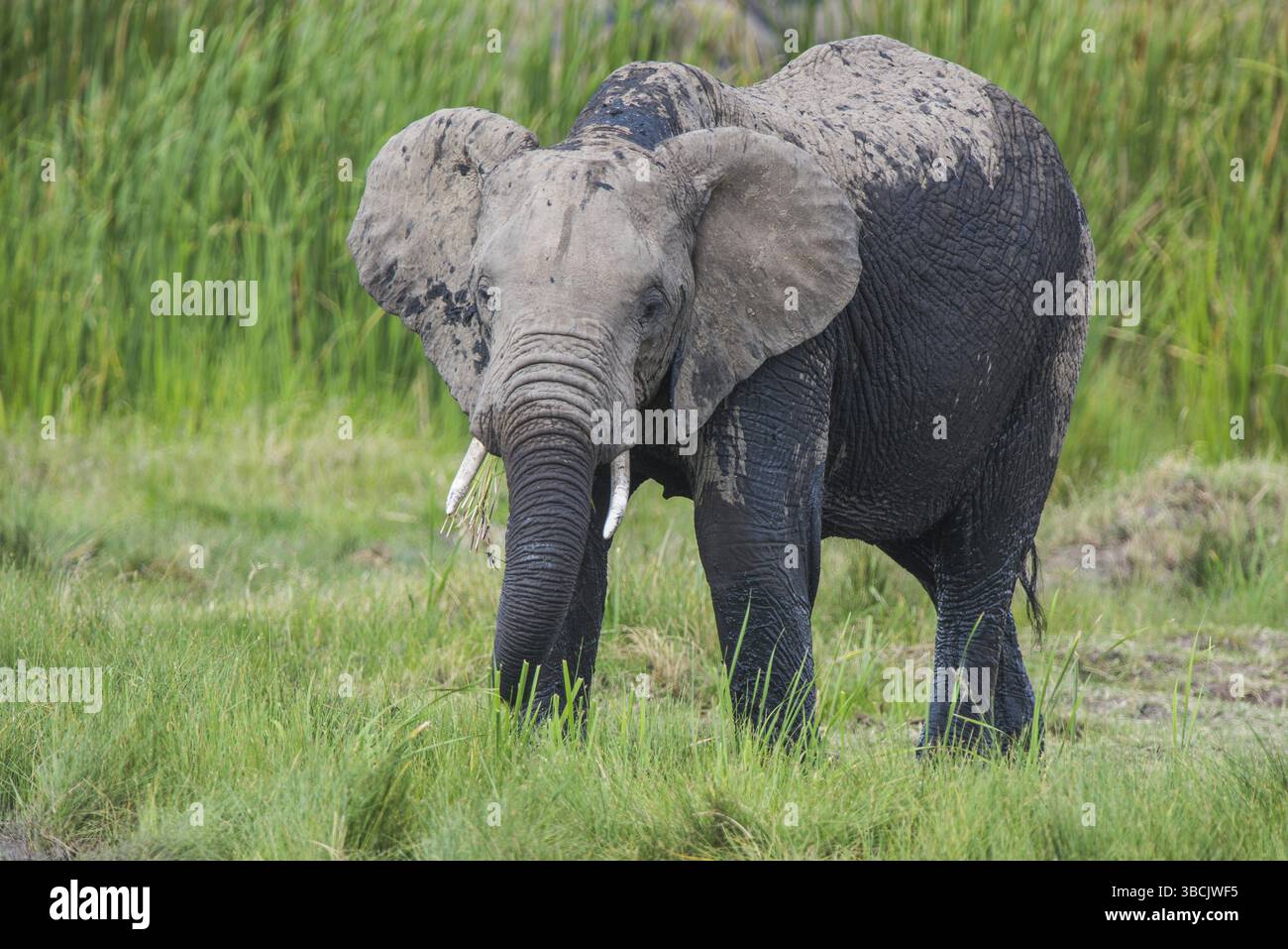 Afrique, africain, afrikanischer elefant, animal, animaux, art, fond, grand, oiseau, noir, dessin animé, personnage, cirque, clip, conception, dessin, elefant Banque D'Images