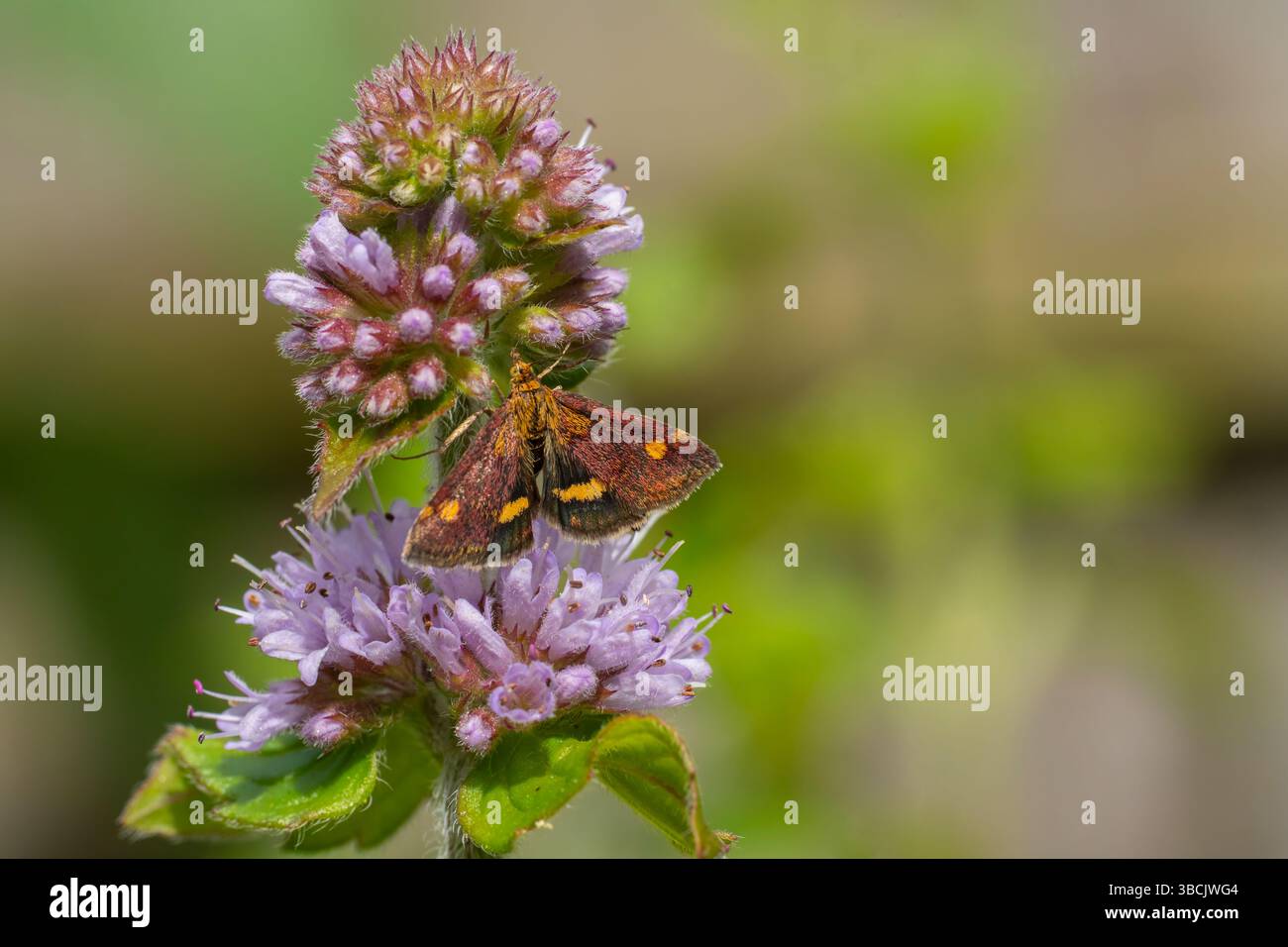 La menthe Pyrausta aurata Banque D'Images