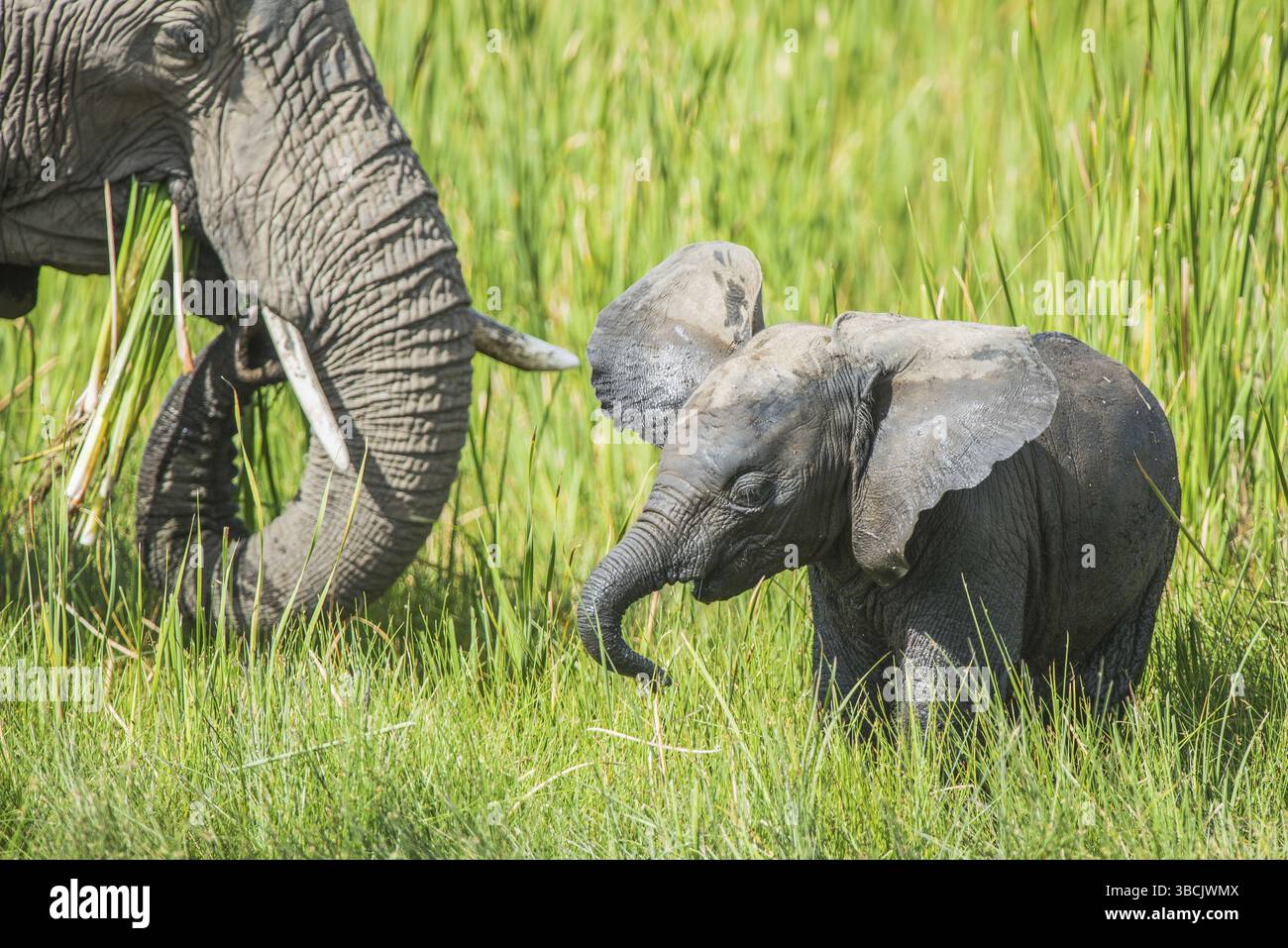 Afrique, africain, afrikanischer elefant, animal, animaux, art, fond, grand, oiseau, noir, dessin animé, personnage, cirque, clip, conception, dessin, elefant Banque D'Images