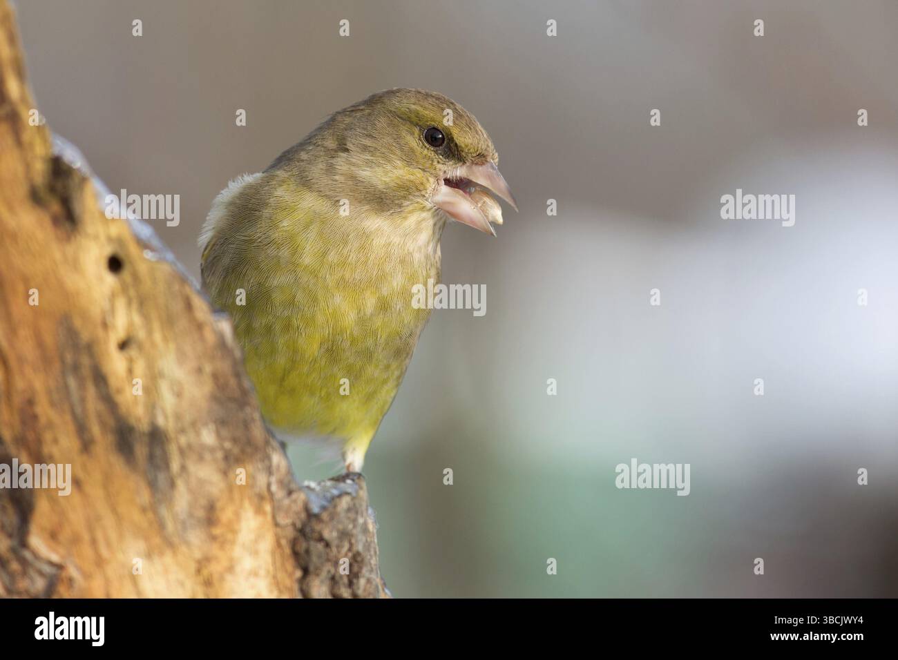 finch vert Banque D'Images