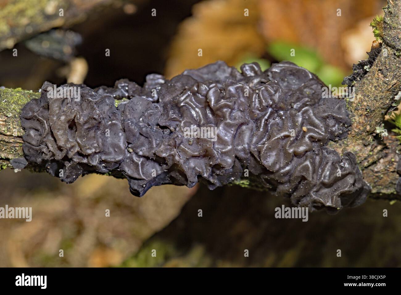 Beurre de sorcière (Exidia nigricans) Banque D'Images