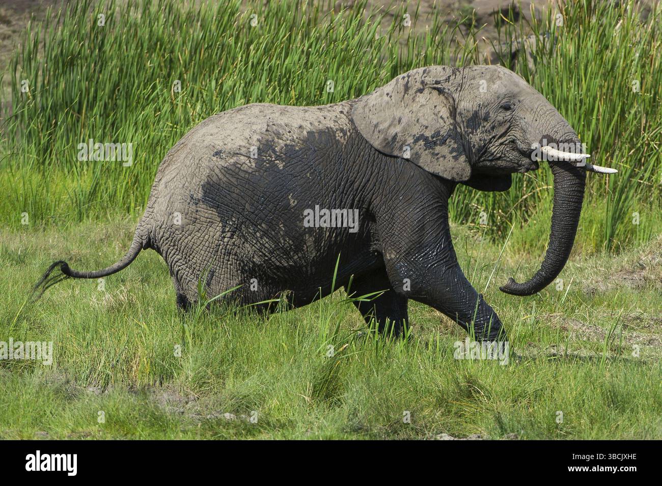 Afrique, africain, afrikanischer elefant, animal, animaux, art, fond, grand, oiseau, noir, dessin animé, personnage, cirque, clip, conception, dessin, elefant Banque D'Images