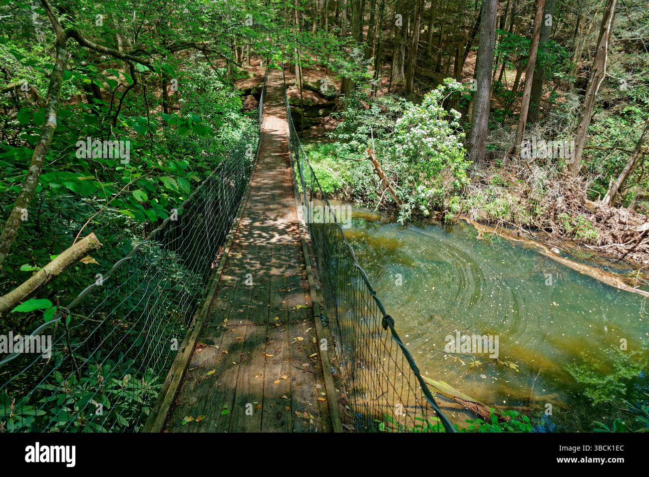 Un pont suspendu en planches de bois sur un ruisseau avec des tourbillons de pollen flottant sur le dessus entouré par les arbres dans la forêt par une journée ensoleillée au printemps Banque D'Images Un pont suspendu en planches de bois sur un ruisseau avec des tourbillons de pollen flottant sur le dessus entouré par les arbres dans la forêt par une journée ensoleillée au printemps Banque D'Images