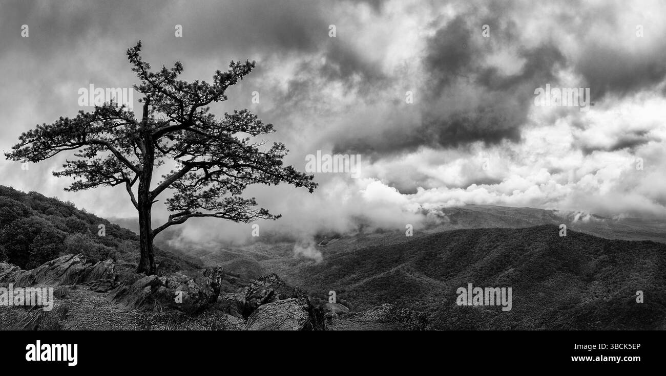 Le pin de montagne de table solitaire (Pinus pungens) au Raven's Roost Overlook le long de la Blue Ridge Parkway dans le centre de la Virginie. Banque D'Images