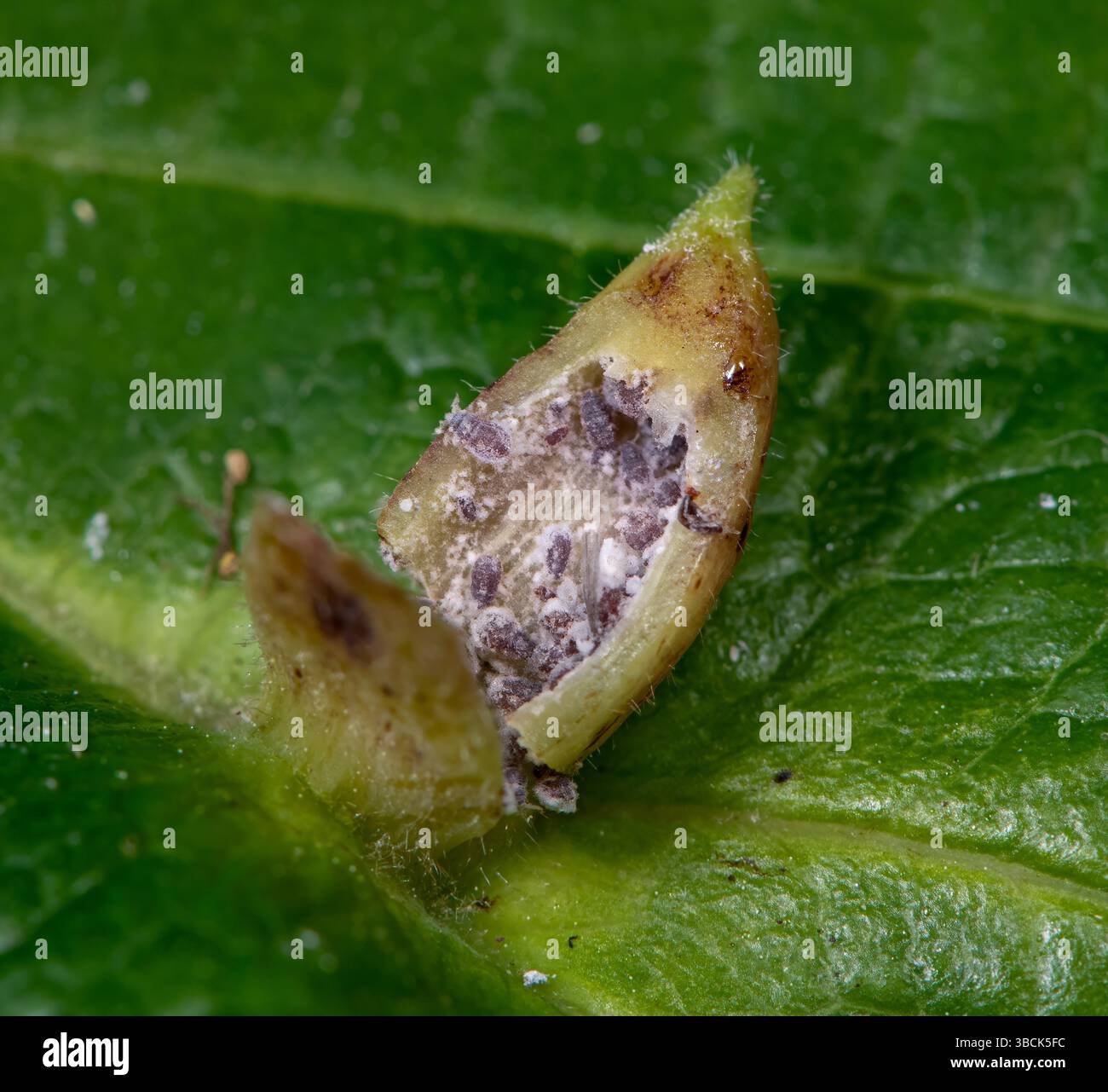 Pucerons (Hormaphis hamamelidis) à l'intérieur d'une galle conique sur une feuille de noisette de sorcière. Les produits chimiques produits par les pucerons provoquent la formation de la galle sur la feuille, providin Banque D'Images