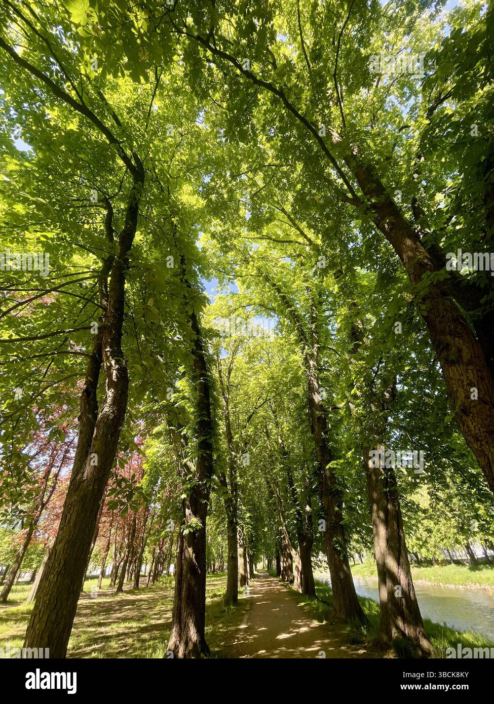 Un parc verdoyant ensoleillé avec une prairie paisible, une herbe vibrante et une lumière naturelle chaude - capturant la beauté de la nature dans sa forme la plus pure. - Image de stock capturée avec un smartphone