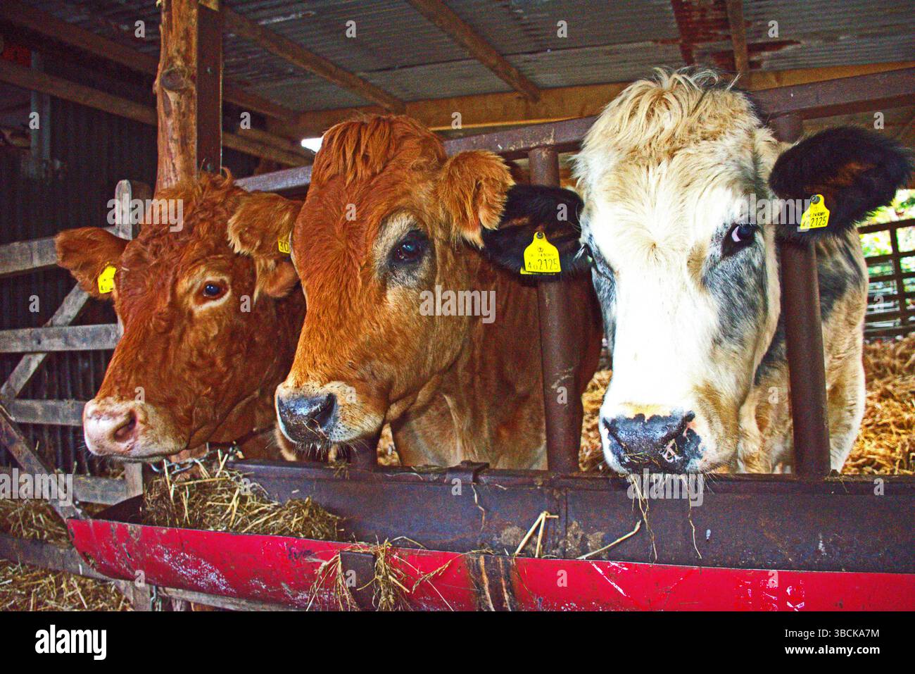 Trio de vaches de compagnie - Bleu belge, Jersey, Limousin bovins Banque D'Images