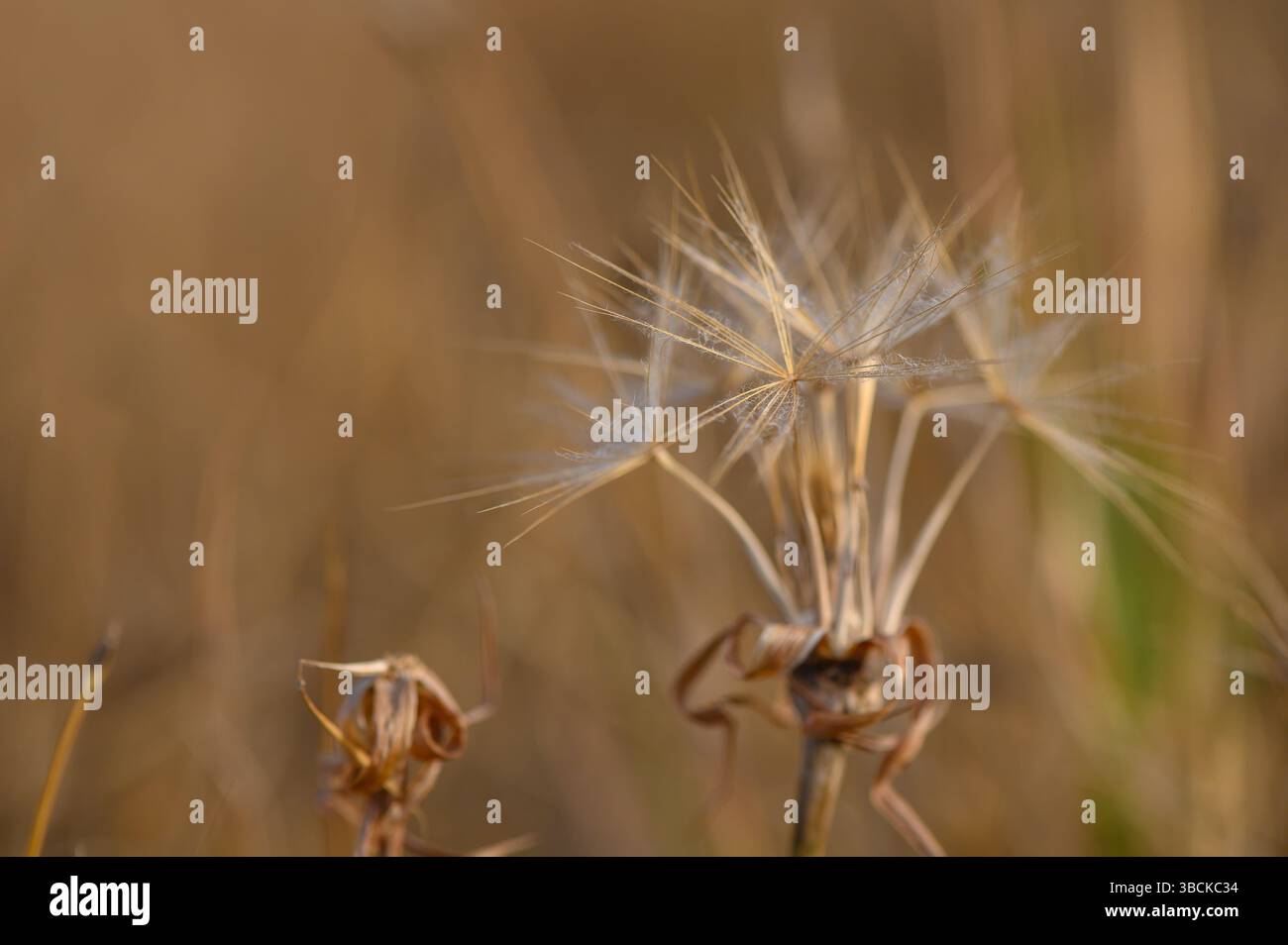 Pissenlit dans la lumière chaude du soleil du soir sur Meadow Banque D'Images
