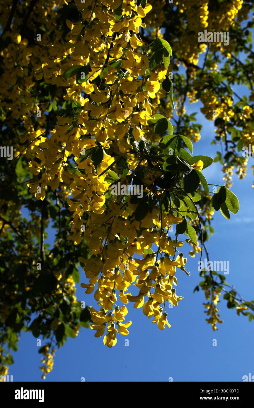 Masse d'arbre Laburnum de vrilles suspendues jaunes de fleurs Banque D'Images