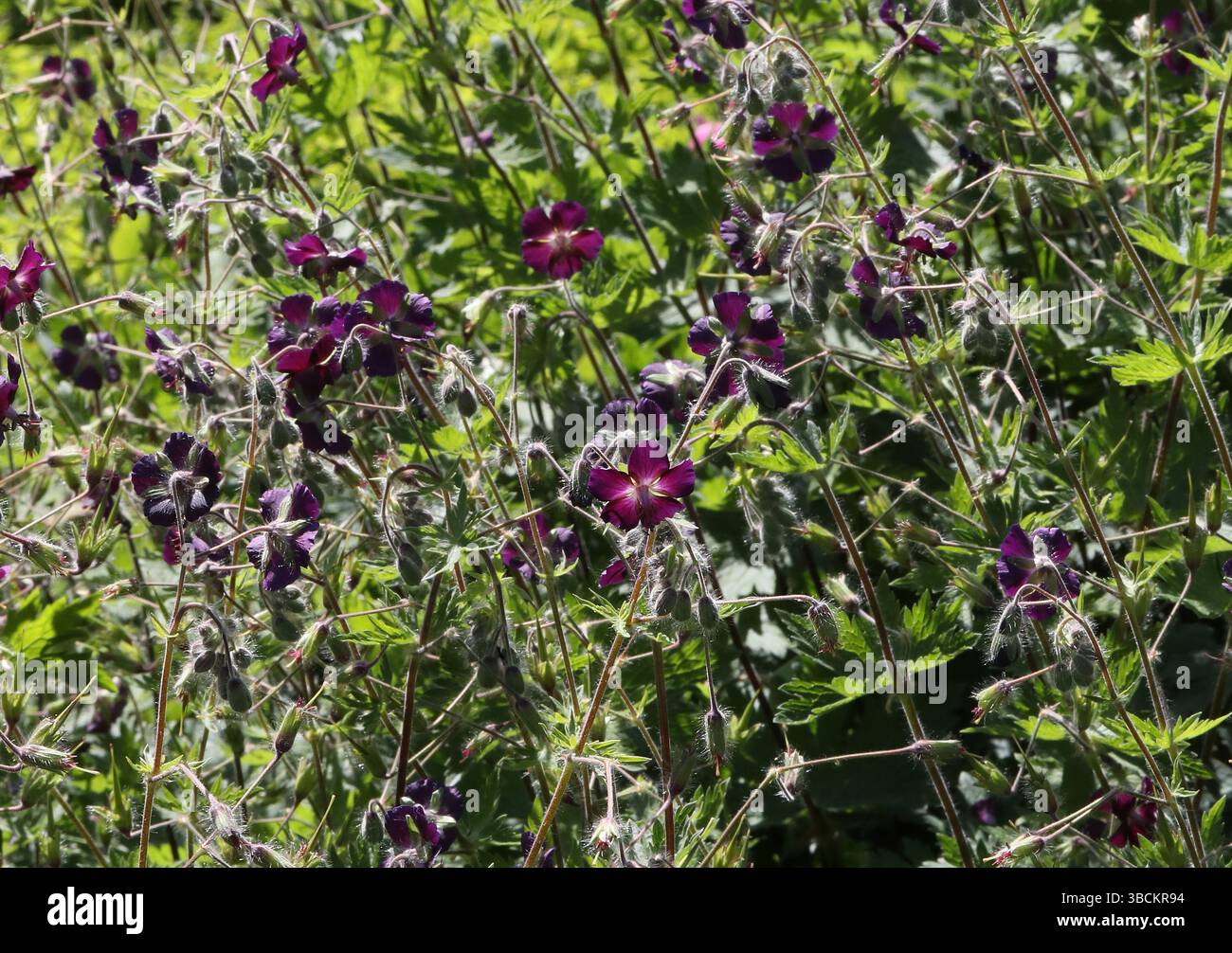 Veuve en deuil, bec de Dusky Crane ou veuve noire, phaeum de Géranium, Geraniaceae. Europe. Banque D'Images