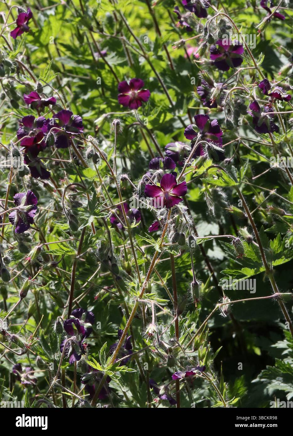 Veuve en deuil, bec de Dusky Crane ou veuve noire, phaeum de Géranium, Geraniaceae. Europe. Banque D'Images