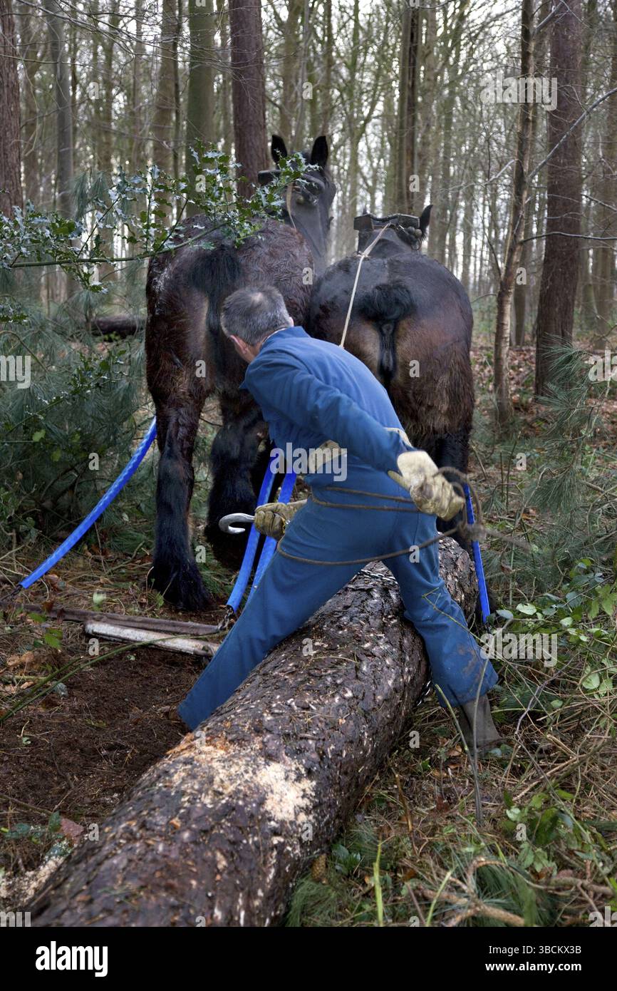 Travaux forestiers, déplacement du bois avec des chevaux de trait, Holzrueckepferd, cheval de trait, Belgique, Europe Banque D'Images