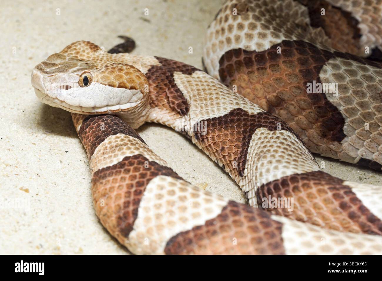 Copperhead Snake de près et en détail Banque D'Images