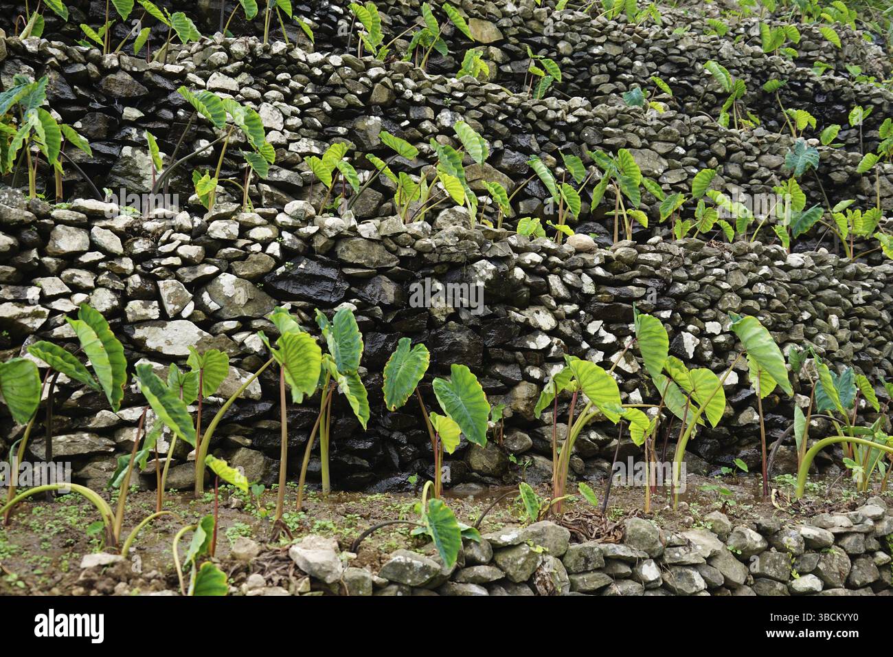 Ignames (Dioscorea) en terrasses irriguées, culture irriguée, vallée Paul, Ribeira do Paul, île Santo Antao, îles du Cap-Vert, Cap Banque D'Images Ignames (Dioscorea) en terrasses irriguées, culture irriguée, vallée Paul, Ribeira do Paul, île Santo Antao, îles du Cap-Vert, Cap Banque D'Images