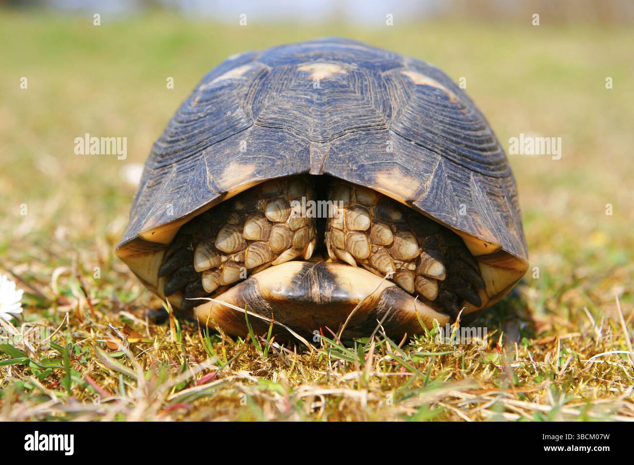 Tortue marginalisée (Testudo marginata), rétractée Banque D'Images Tortue marginalisée (Testudo marginata), rétractée Banque D'Images
