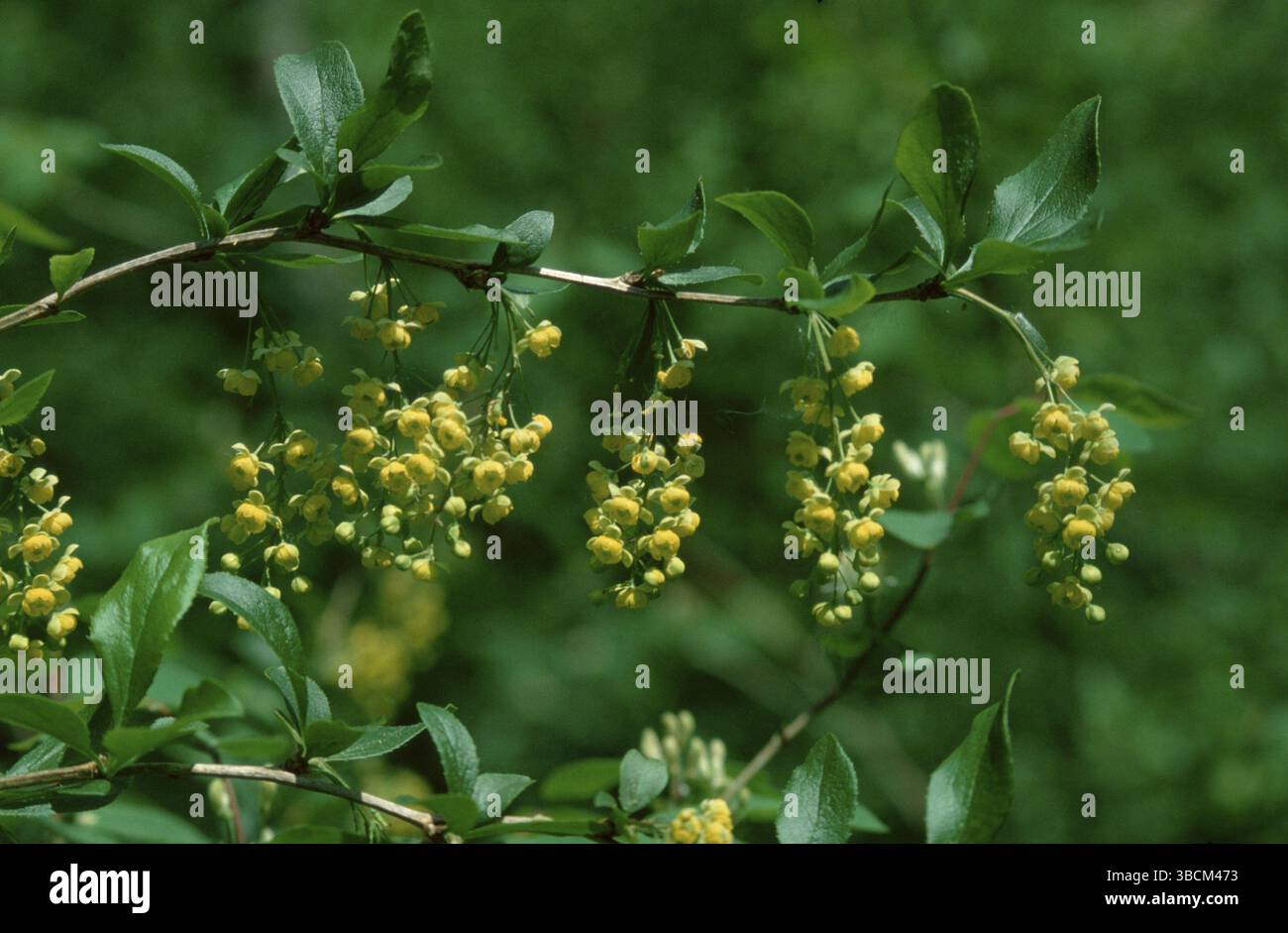 L'épine-vinette (Berberis vulgaris) fleurit à, fleurs d'épine-vinette sur la branche, plantes, famille de l'épine-vinette, Berberidaceae, paysage, horizontal, branche, fleuron Banque D'Images