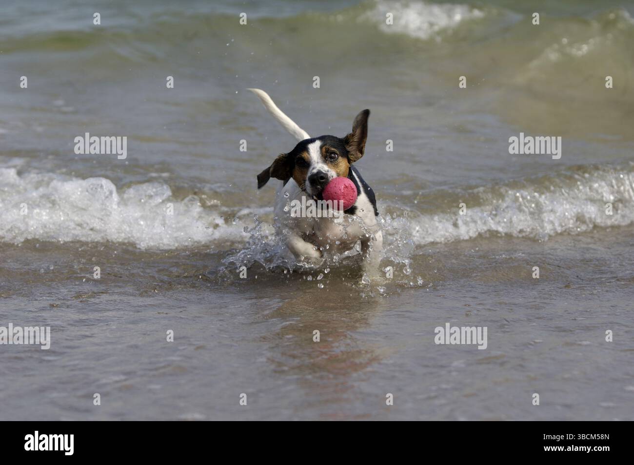 Jack Russell Terrier jouant au ballon Banque D'Images