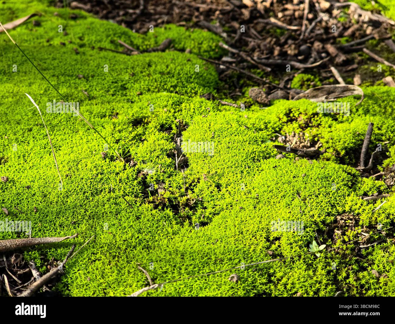 La mousse verte vibrante de Barbula prospère sur le sol de la forêt, créant un tapis luxuriant de la beauté de la nature Banque D'Images