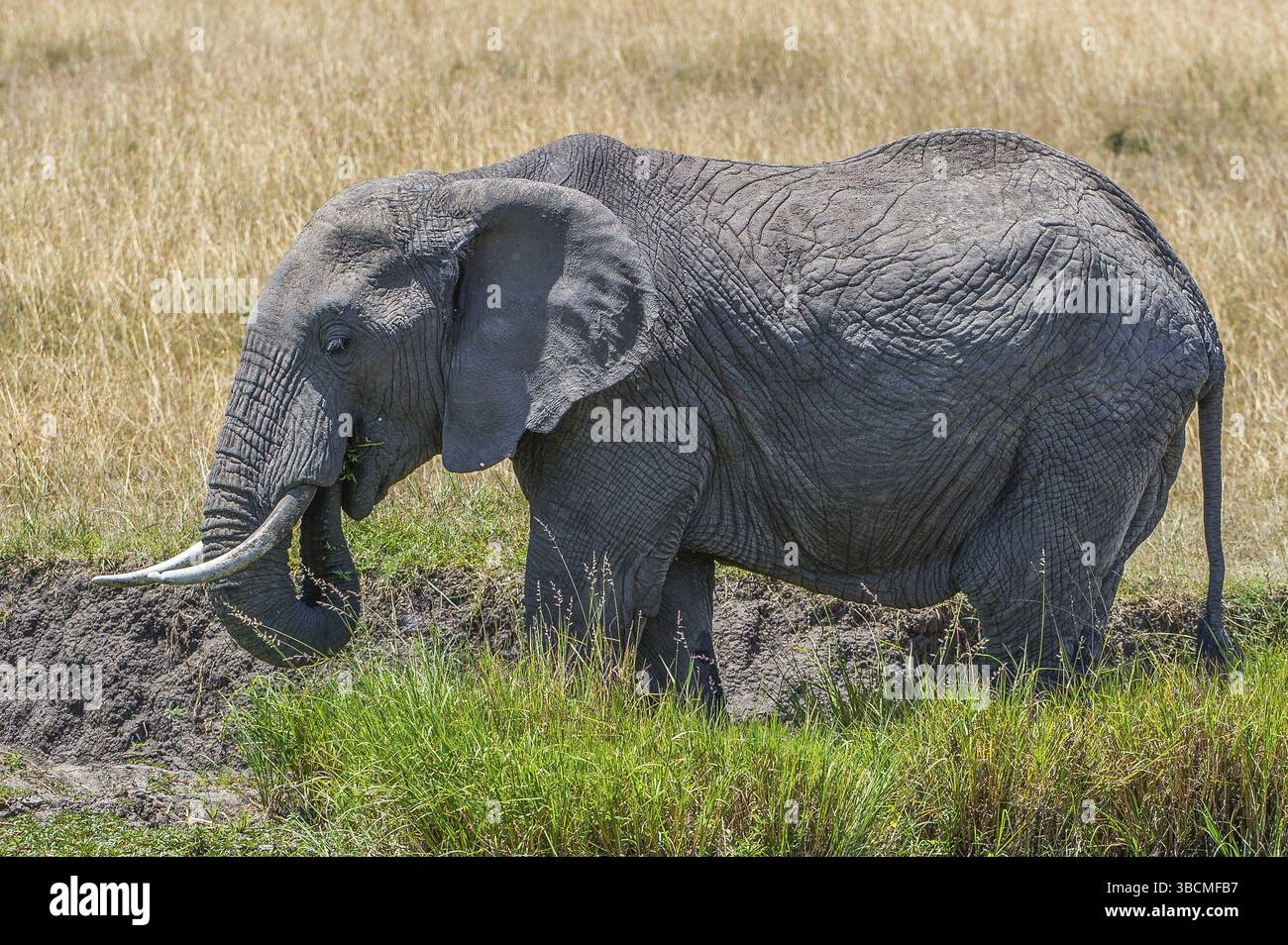 Afrique, africain, afrikanischer elefant, animal, animaux, art, fond, grand, oiseau, noir, dessin animé, personnage, cirque, clip, conception, dessin, elefant Banque D'Images