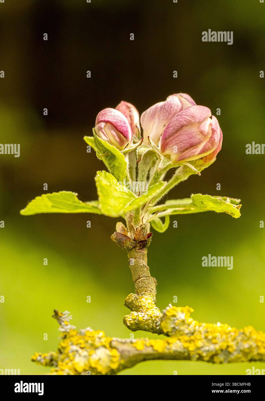 Fleur de pomme anglaise précoce Banque D'Images
