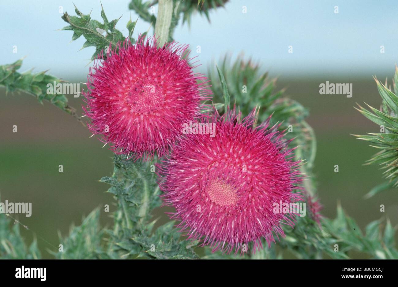 Chardon musqué (Carduus nutans), Mecklembourg-Poméranie occidentale, chardon musqué, Mecklembourg-Poméranie occidentale, Europe, fleurs, plantes (composées), Heade Banque D'Images