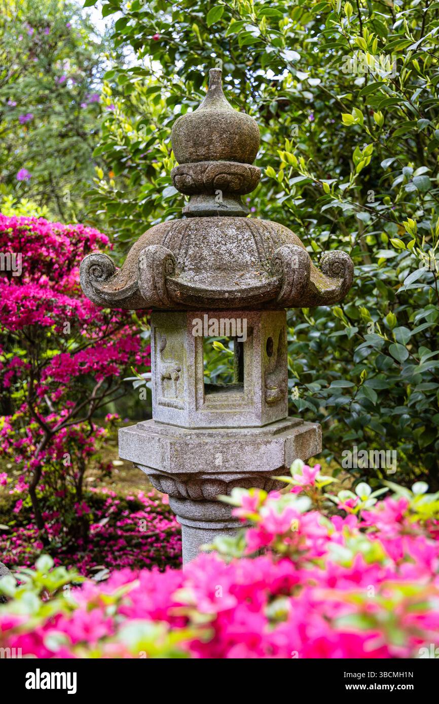 Lanterne japonaise traditionnelle en pierre entourée d'azalées en fleurs et d'un feuillage vert luxuriant. Photographié au printemps dans un cadre paisible de jardin. Banque D'Images